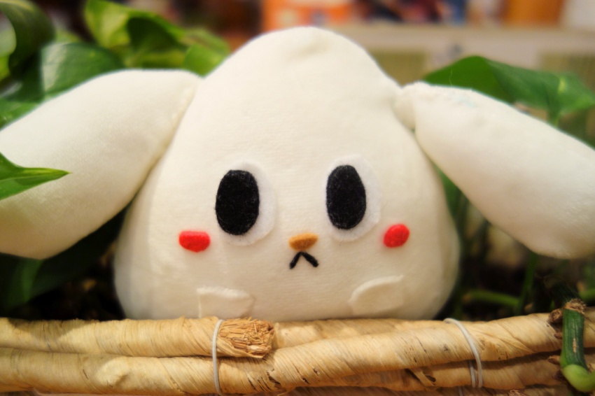 つぶらな瞳でこちらを見るだおん